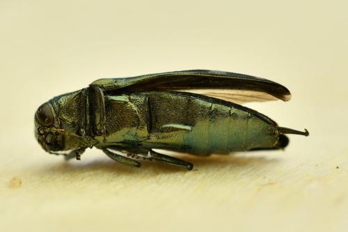 Réf. 333 285 : Coraebus fasciatus